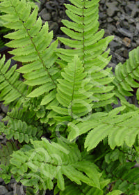 Dryopteris cycadina (atrata)